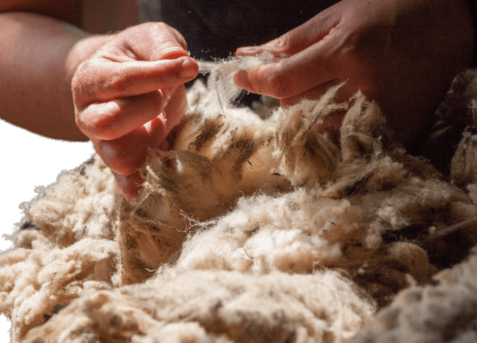 Journée laine et pastoralisme à Collobrières