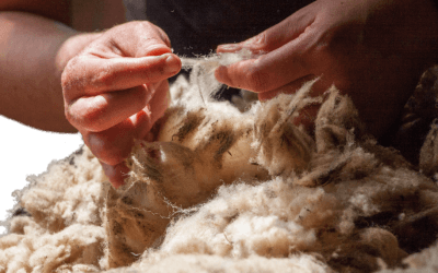 Journée laine et pastoralisme à Collobrières