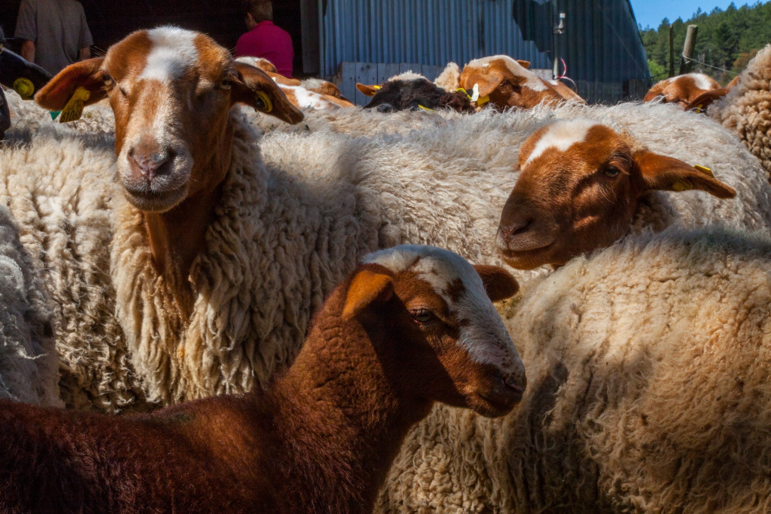 Les moutons de la ferme du Lambert