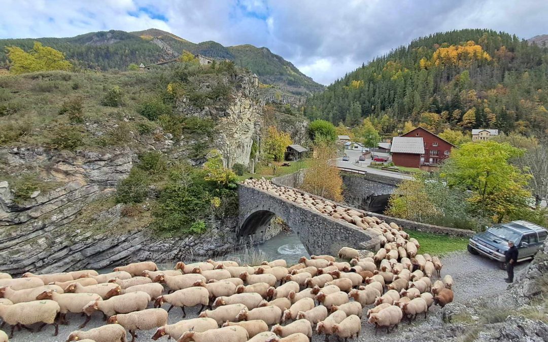 Transhumance