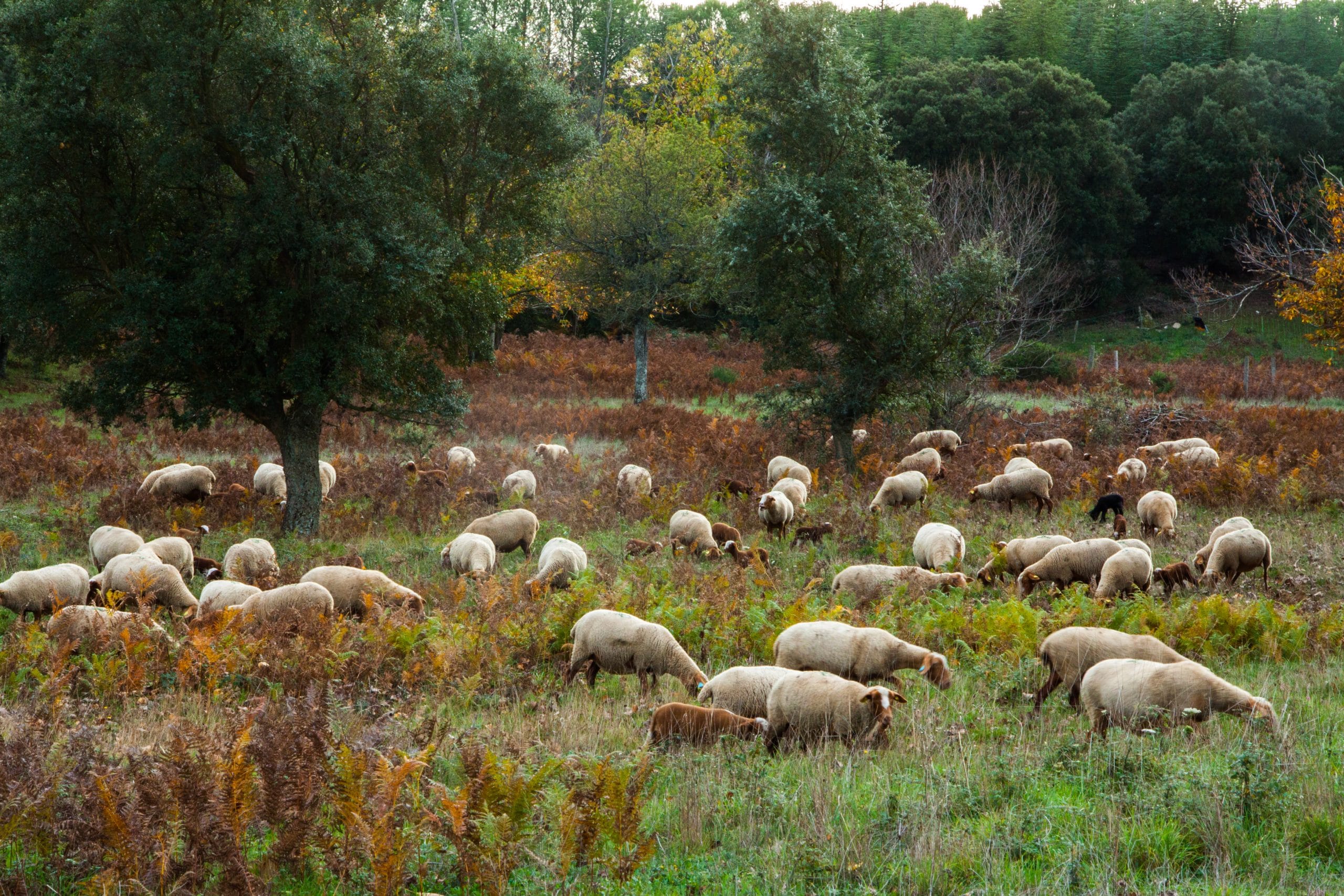 Troupeau de moutons Mourérous sur le Plateau du Lambert, Collobrières, Var