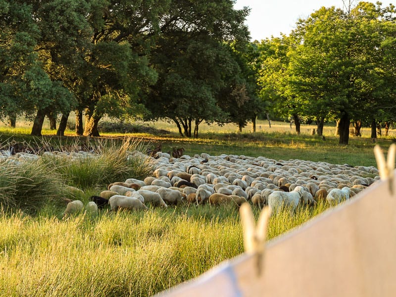 Troupeau de moutons Mourérous sur le Plateau du Lambert, Collobrières, Var