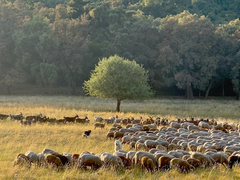 Les moutons de la ferme du Lambert