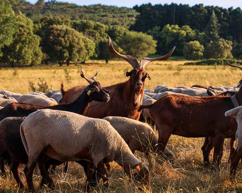 transhumance