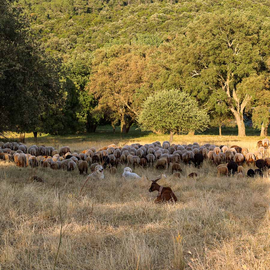 transhumance