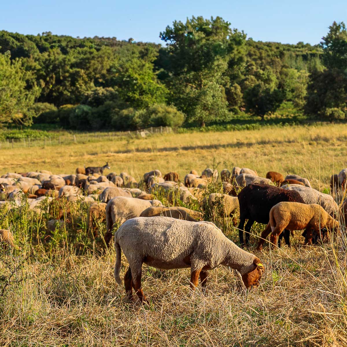 Moutons de la race Mourerous en train de paître sur le plateau